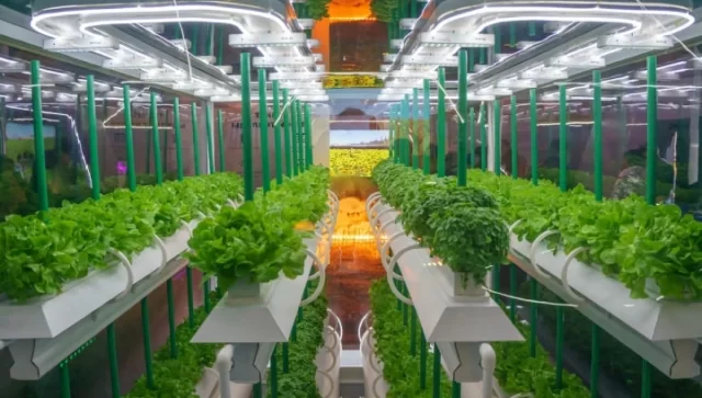 Cultiver des plantes avec la culture hydroponique