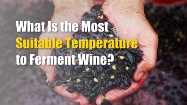 Le processus de distillation d'un bon vin repose essentiellement sur la sélection des fruits