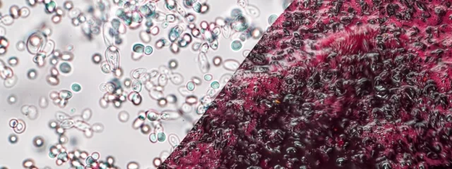 wine fermentation process-s