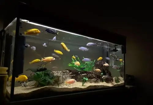 Aquarium Tank Cooling