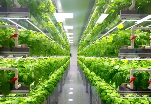 Vertical Smart Farming